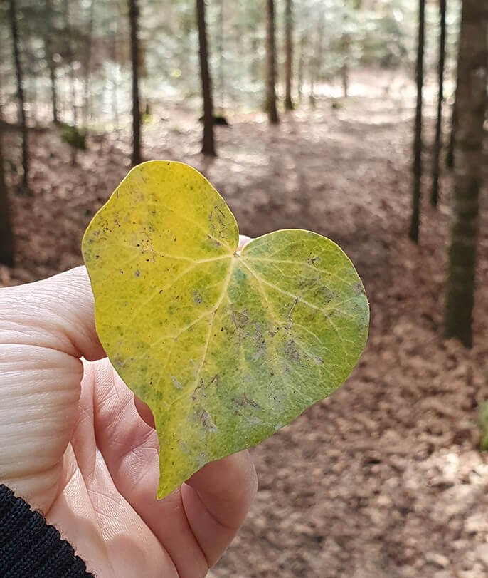 Feuille_en_forme_de_coeur